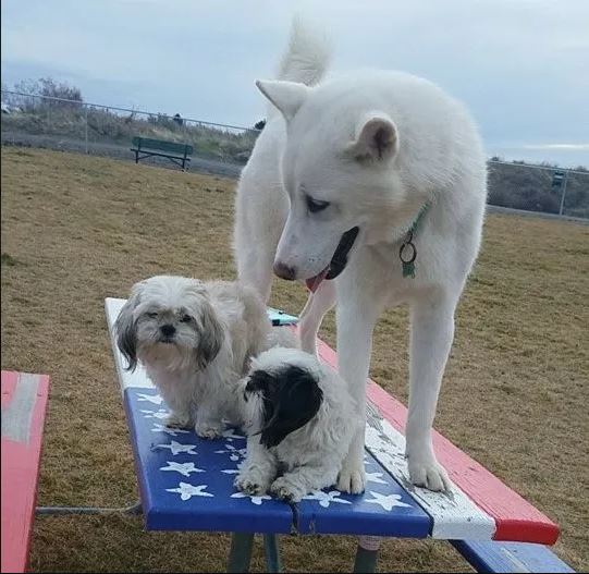 three dogs on a table at the Tri-Cities Dog Park